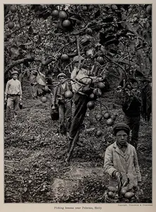 Picking lemons by Artemas Ward