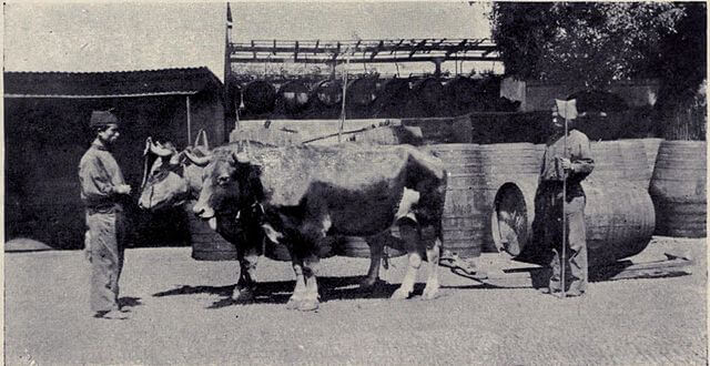Madeira Wine Barrels 1909