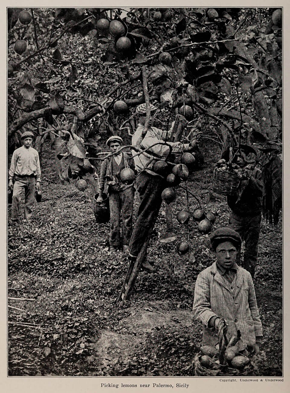 Picking lemons by Artemas Ward