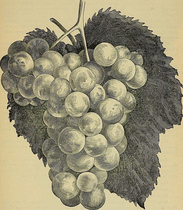 Marsala Wine What It Is and How to Use It