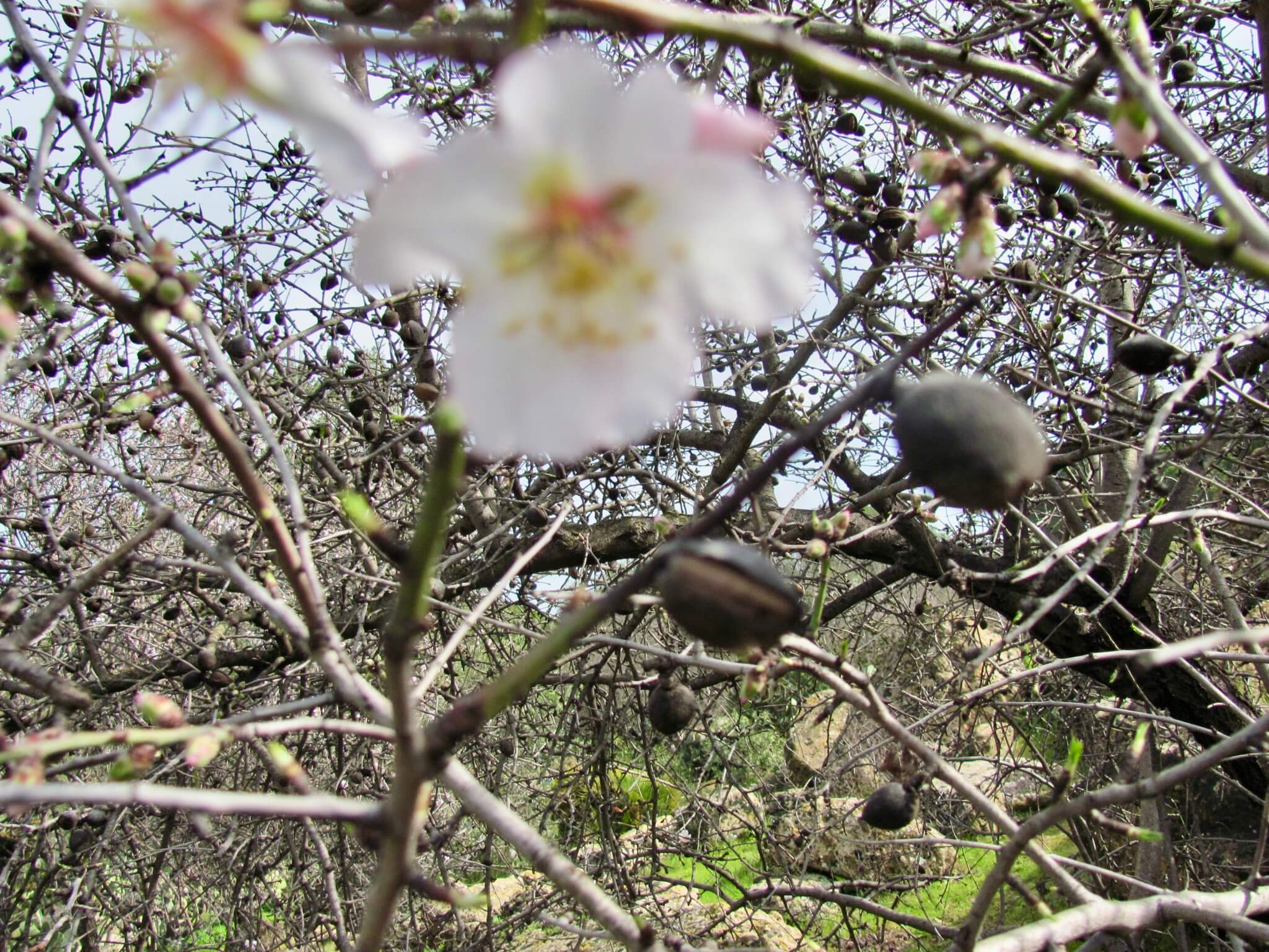 Flowers in the Valley of the Temples
